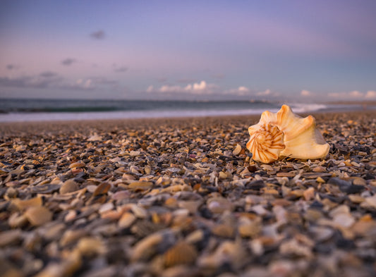 Exploring the Treasures of Florida's East Coast: A Guide to Beachcombing on the Treasure Coast