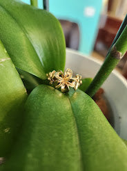 Vintage14 Karat Yellow Gold Plumeria Ring