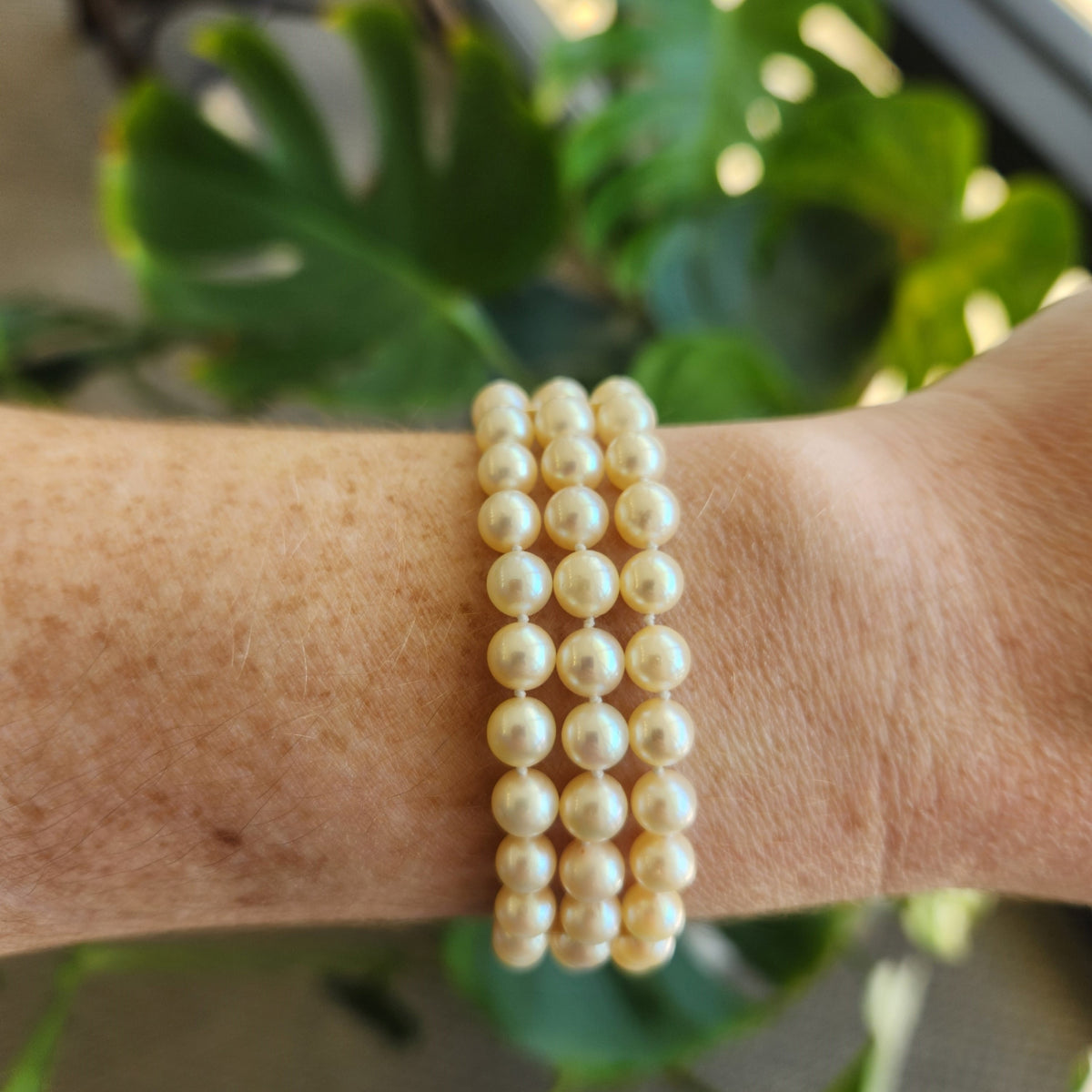 14 Karat Yellow Gold Triple Strand Akoya Cultured Pearl Bracelet, 7"